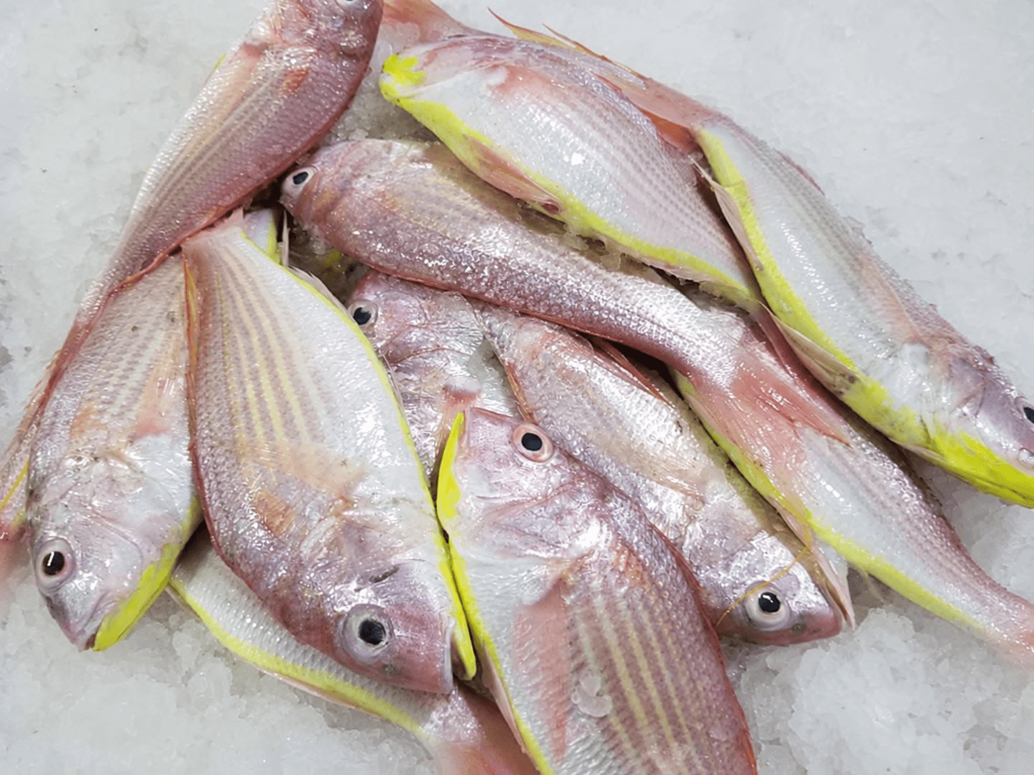 Fish