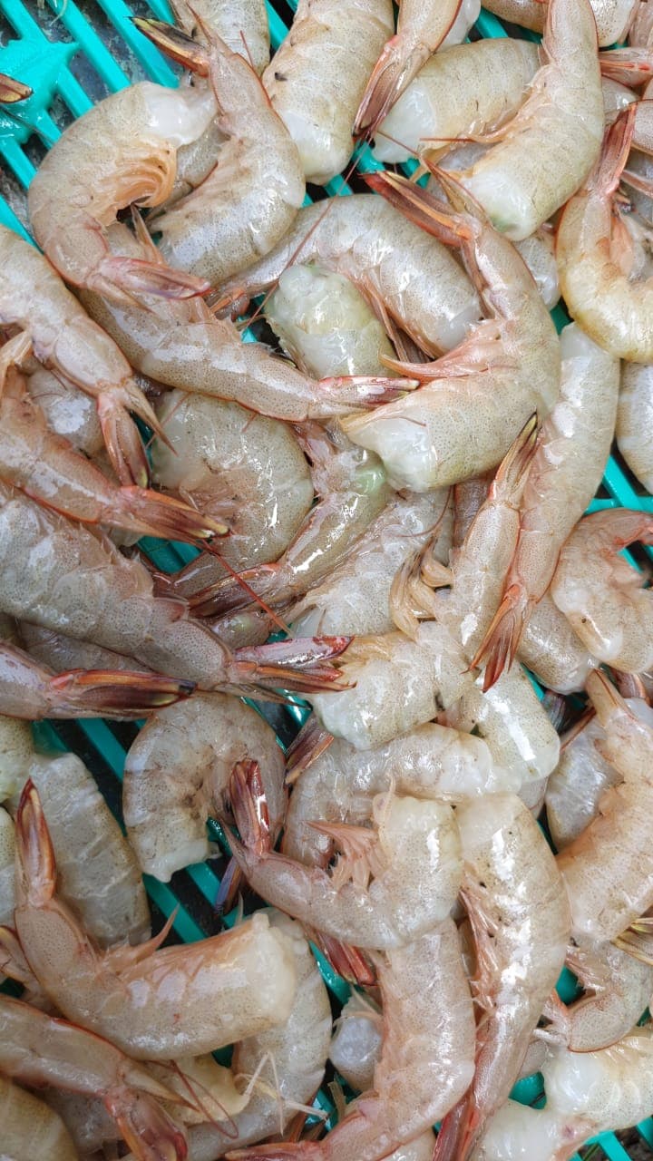 Shrimp